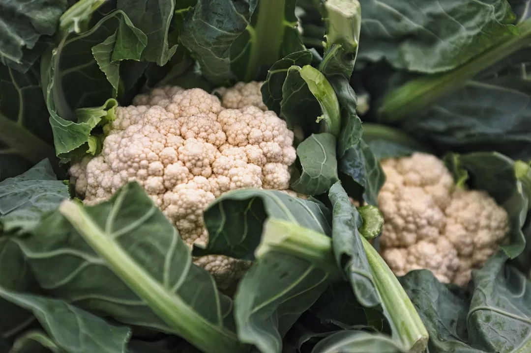 Nahaufnahme von frischen Blumenkohlköpfen, umgeben von grünen Blättern, perfekt für eine pflanzliche Ernährung und gesunde Ernährung.