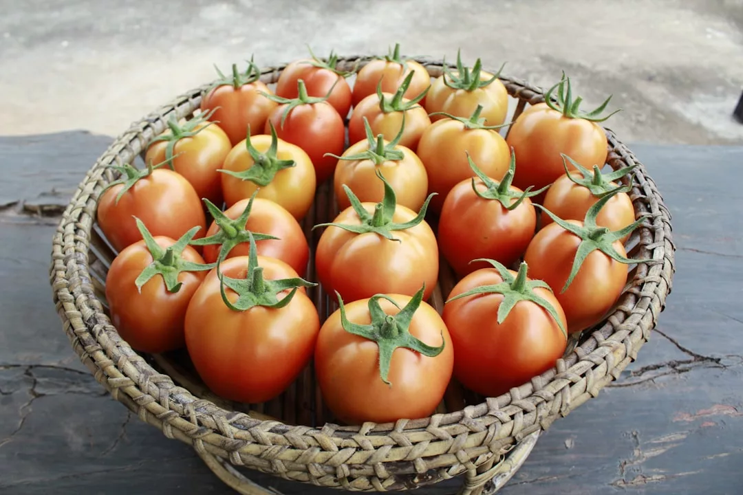 Ein geflochtener Korb, gefüllt mit reifen roten Tomaten, die durch nachhaltige Nahrungsmittelproduktion in der Stadt geerntet wurden, ruht auf einer dunklen Holzfläche.
