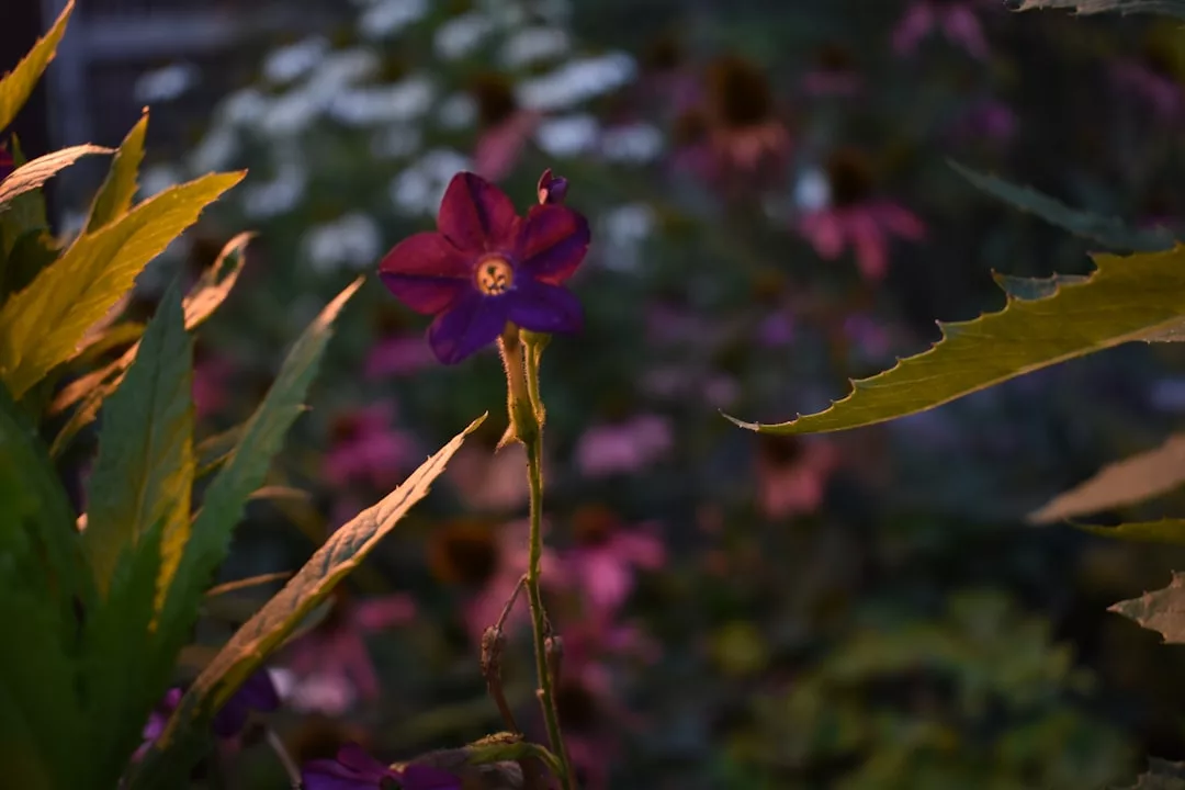 Eine einzelne lilafarbene Blüte steht im Mittelpunkt zwischen grünen Blättern und verschwommenen rosa und weißen Blüten im Hintergrund und inspiriert zu Gartenbeleuchtung und neuen Beleuchtungsideen für den Garten.