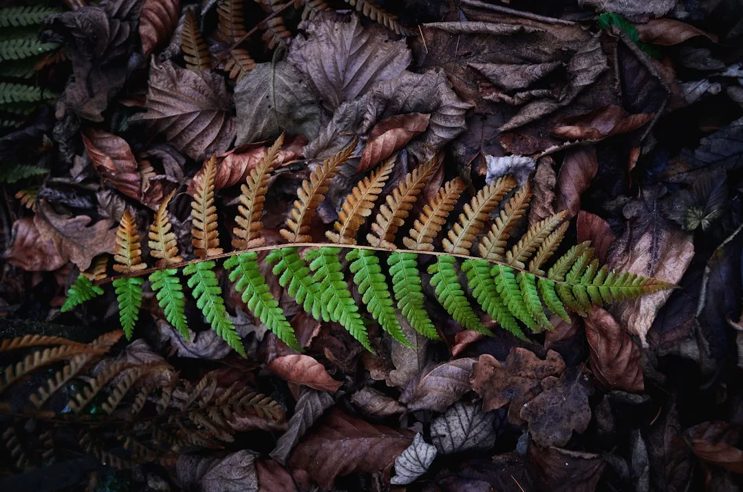Ein grüner und brauner Farnwedel liegt auf einer Schicht aus trockenen, abgefallenen Blättern und erinnert an die ruhige Reflexion des Bewusstseins in der Stille der Natur.