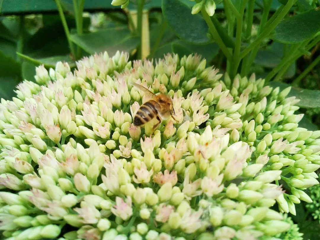 Eine Biene sammelt Nektar von einem Büschel hellgrüner und blassrosa Blütenknospen, die von grünem Laub umgeben sind und in der von Stadtbewohnern sorgfältig angelegten Hochbeete gedeihen.