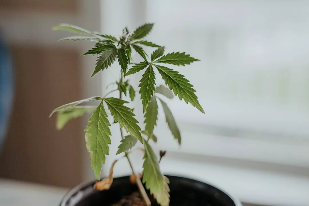 Eine kleine Cannabispflanze mit grünen, gezackten Blättern wächst in einem schwarzen Topf in der Nähe eines Fensters, was die Bedeutung von Pflanzenmedizin in der modernen Landwirtschaft widerspiegelt.