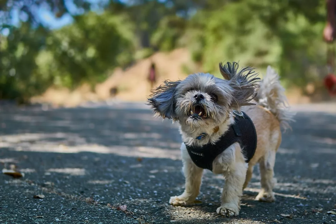 Ein kleiner Hund mit einem Geschirr steht auf einem sonnenbeschienenen Weg, mit flatternden Ohren und offenem Maul, möglicherweise bellend - eine lebhafte Szene, die fast die Schwingung der Freude einfängt, mit verschwommenem Grün im Hintergrund.