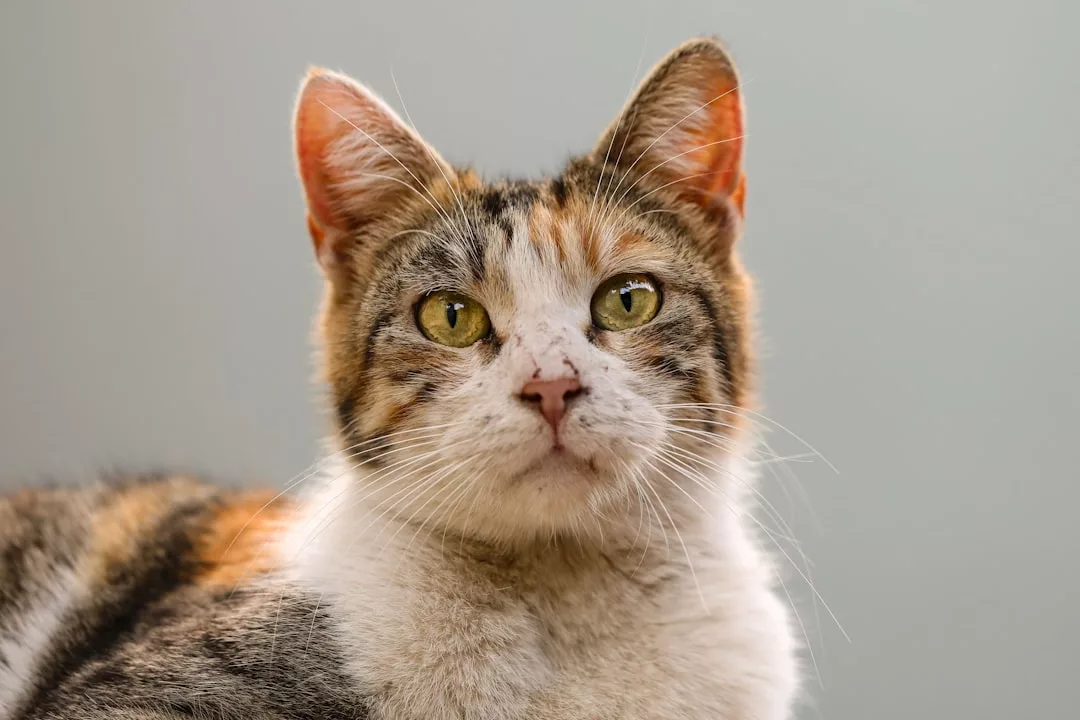 Nahaufnahme einer Kattunkatze mit grünen Augen und neutralem Gesichtsausdruck, die vor einem einfarbigen Hintergrund direkt in die Kamera blickt, was an die Bedeutung von Seelenverbindung in zwischenmenschlichen Beziehungen erinnert.