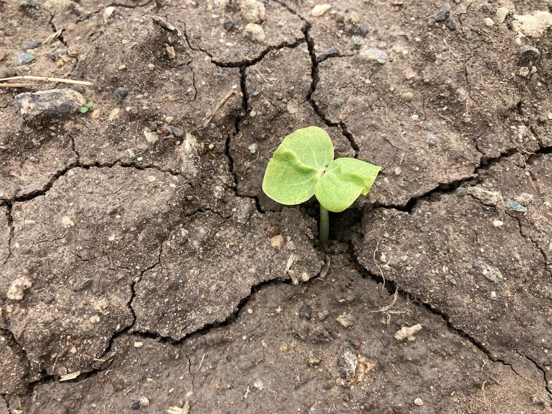 Ein kleiner grüner Keimling sprießt aus rissiger, trockener Erde und symbolisiert Resilienz in schwierigen Umgebungen.