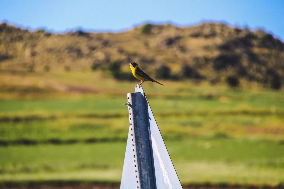 Ein kleiner gelber Vogel sitzt auf einem metallenen Straßenschild, perfekt für eine Vogelbeobachtung, mit unscharfen Hügeln und Gras im Hintergrund - eine heitere Aufnahme für Naturliebhaber, die einzigartige Reiseziele suchen.