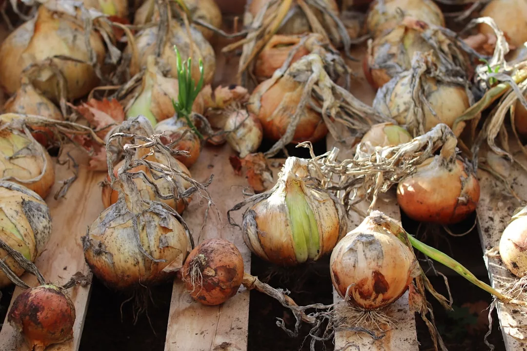 Mehrere frisch geerntete Zwiebeln mit Wurzeln und Stängeln sind auf Holzlatten ausgelegt und trocknen im Sonnenlicht, wobei die gesundheitlichen Vorteile hervorgehoben werden, die oft in fermentierten Lebensmitteln zu finden sind.