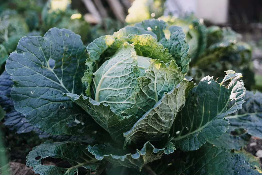 Eine Nahaufnahme eines Grünkohls, der in einem Garten wächst, umgeben von großen, grünen Blättern mit sichtbarem Sonnenlicht und Schatten - perfekt für gesunde Ernährung und ideal für alle, die mehr Energie suchen.