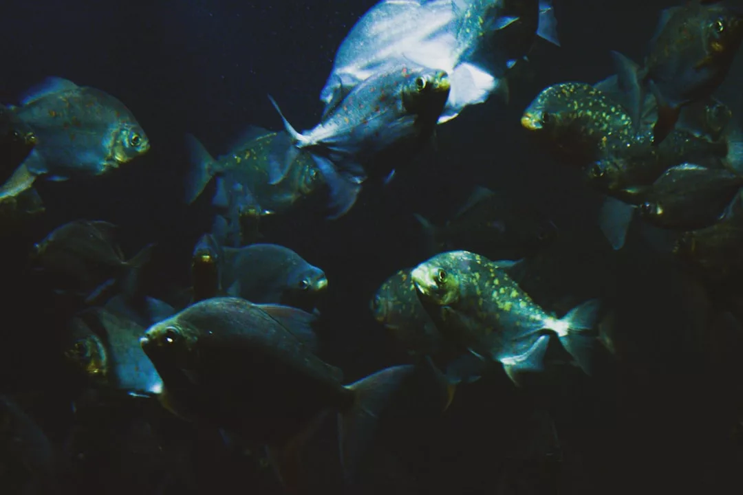 Eine Gruppe von Fischen schwimmt gemeinsam im dunklen Wasser, beleuchtet von Lichtflecken - eine faszinierende Szene für jeden Aquarienliebhaber und Aquaristik-Fan.