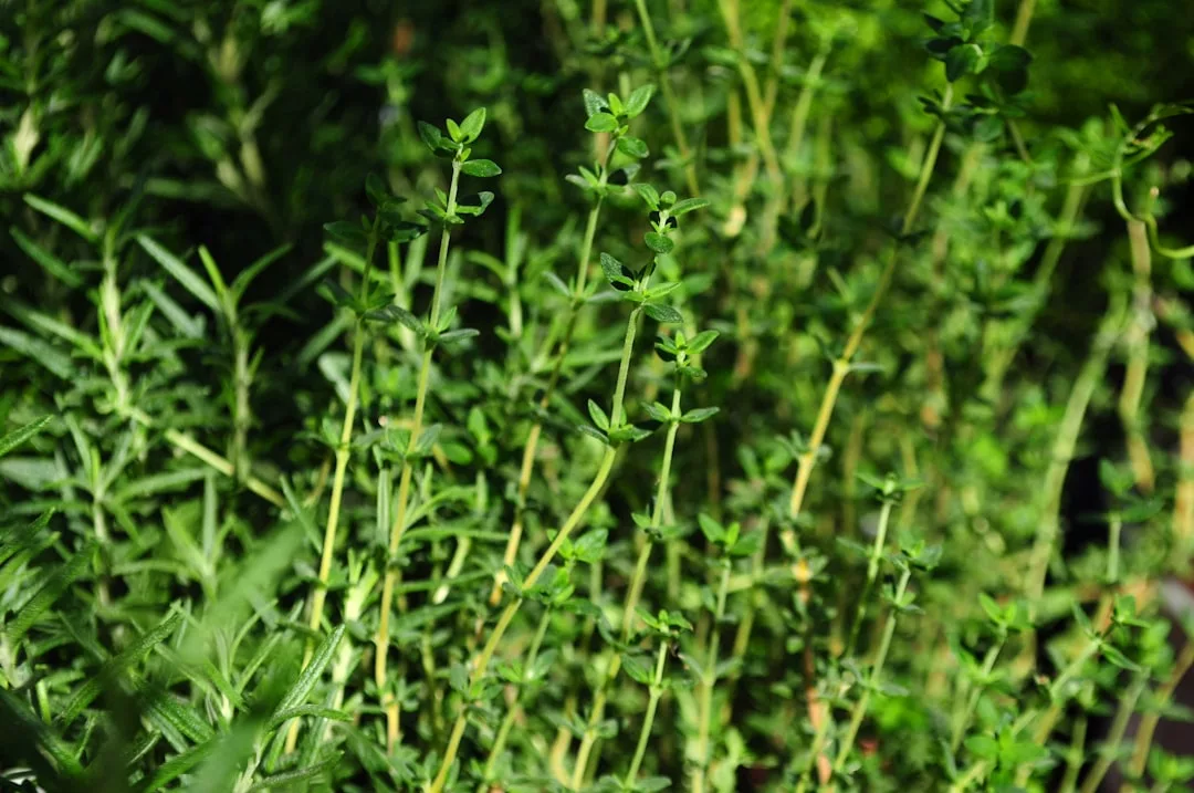 Nahaufnahme frischer grüner Thymianpflanzen, die im Freien wachsen und sich perfekt zum Wildkräuter sammeln eignen, mit schlanken Stängeln und kleinen Blättern im natürlichen Sonnenlicht.