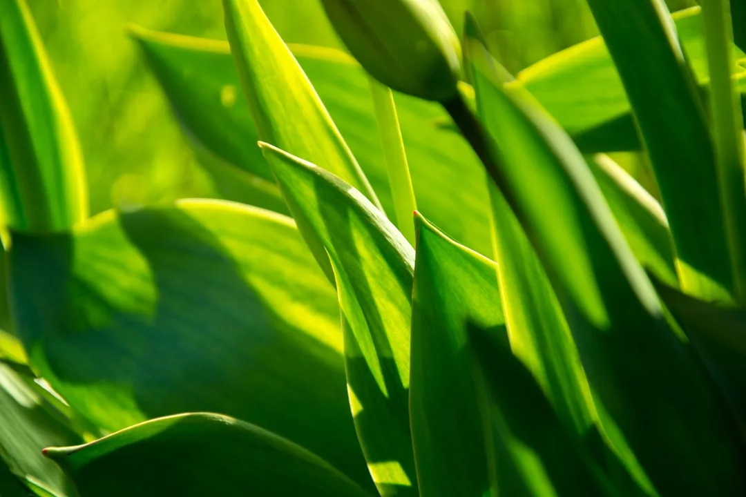 Nahaufnahme von grünen Blättern und einer ungeöffneten Blütenknospe im hellen Sonnenlicht, die lebendige Farben und Schatten einfängt - die Schönheit der Natur und eine Erinnerung an Bioenergie als nachhaltige Energiequelle.