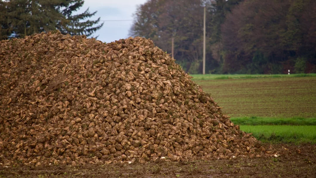 Ein großer Haufen Zuckerrüben liegt auf einem Feld mit Gras und Bäumen im Hintergrund und verdeutlicht ihr Potenzial als nachhaltige Energiequelle für Biomasseenergie.
