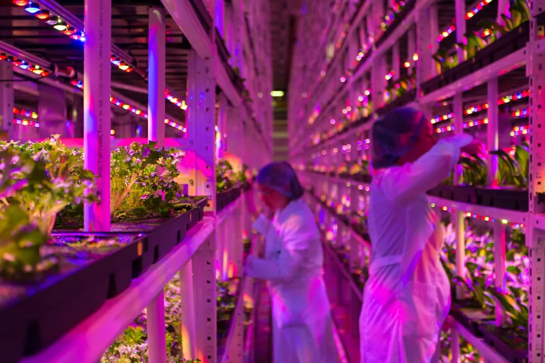 Zwei Menschen in Laborkitteln und Haarnetzen inspizieren Pflanzen unter pinken LED-Lichtern in einer vertikalen Indoor-Farm - ein Beispiel für die Vorteile des urbanen Gärtnerns im Stadtgarten mit gestapelten Pflanztrays.
