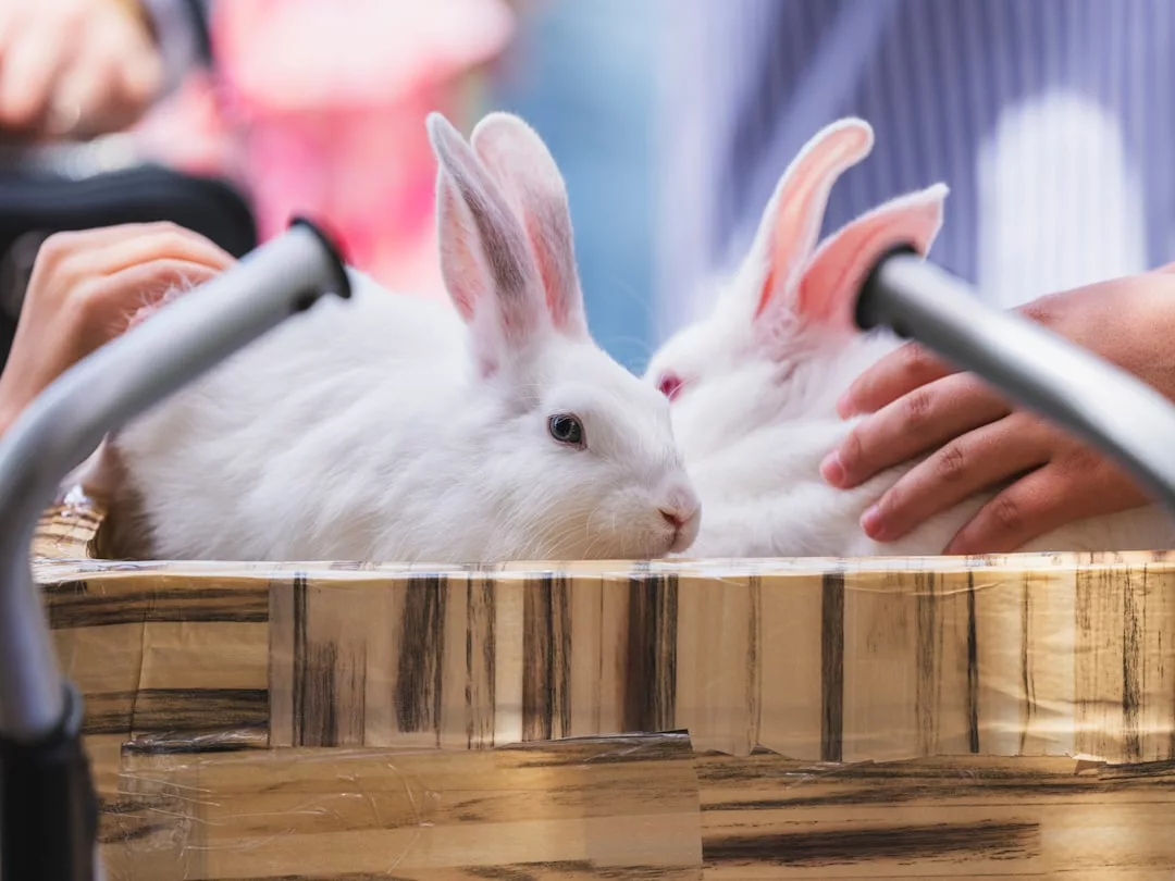 Zwei weiße Kaninchen sitzen in einer Holzkiste, während Menschen sie sanft streicheln und die Vorteile von Haustiere für Kinder zeigen. Der Weichzeichner im Hintergrund und einige Metallstangen im Vordergrund tragen zu dieser friedlichen Szene bei.