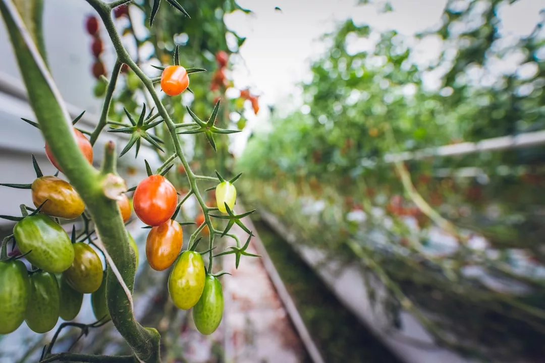 Nahaufnahme von Kirschtomaten in verschiedenen Reifestadien, die an Rebstöcken in einem vertikalen Garten in einem Gewächshaus wachsen, wobei die Vorteile und die verschwommenen Pflanzenreihen im Hintergrund hervorgehoben werden.