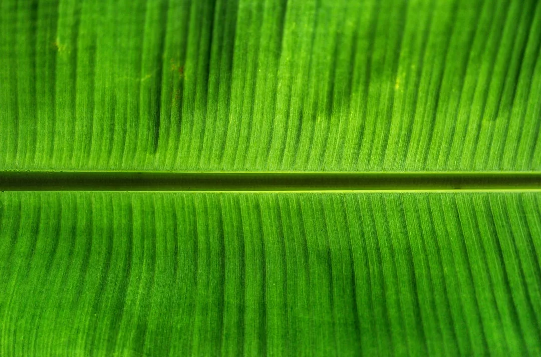 Nahaufnahme eines grünen Blattes mit zentraler Ader und parallelen Linien im hellen Sonnenlicht, das Bioenergie als Schlüssel für die Zukunft der Energie und die Nutzung erneuerbarer Energien für eine nachhaltige Zukunft symbolisiert.