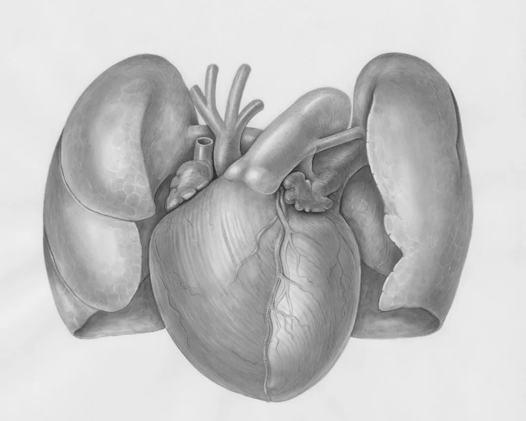 Detaillierte anatomische Abbildung, die ein gesundes Herz zwischen zwei Lungen zeigt, wobei die wichtigsten Blutgefäße und die Oberflächenanatomie hervorgehoben werden.