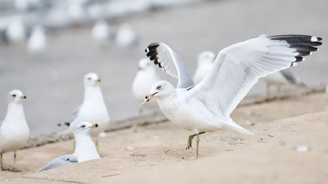 Eine Gruppe von Möwen steht und sitzt auf einem Sandstrand, wobei eine Möwe im Vordergrund ihre Flügel ausbreitet, als würde sie Tipps und Strategien für den Flug über Eifersucht weitergeben.