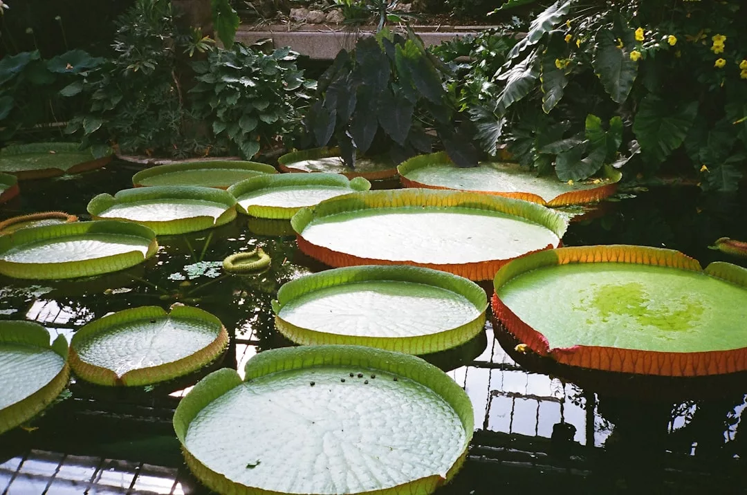 Große grüne Seerosenblätter mit erhabenen Rändern schwimmen auf der Oberfläche des Teiches, umgeben von dichtem tropischem Laub und gelben Blüten - die perfekte Inspiration für einen insektenfreundlichen Garten. Entdecken Sie weitere Tipps und Tricks, um Bestäuber anzulocken.