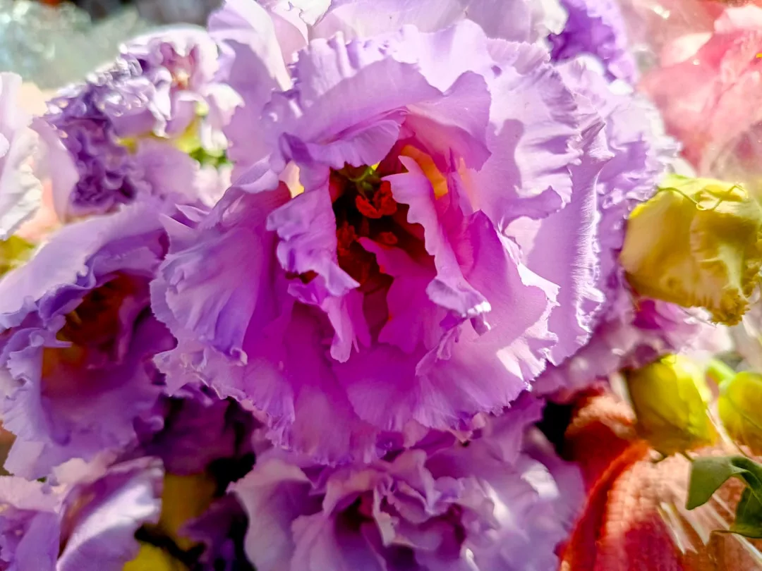 Nahaufnahme einer gekräuselten, hellvioletten Blume in voller Blüte, die sich mit ihren filigranen Blütenblättern perfekt für Blumenarrangements bei formalen Anlässen eignet, vor einem unscharfen Hintergrund aus anderen Blumen.