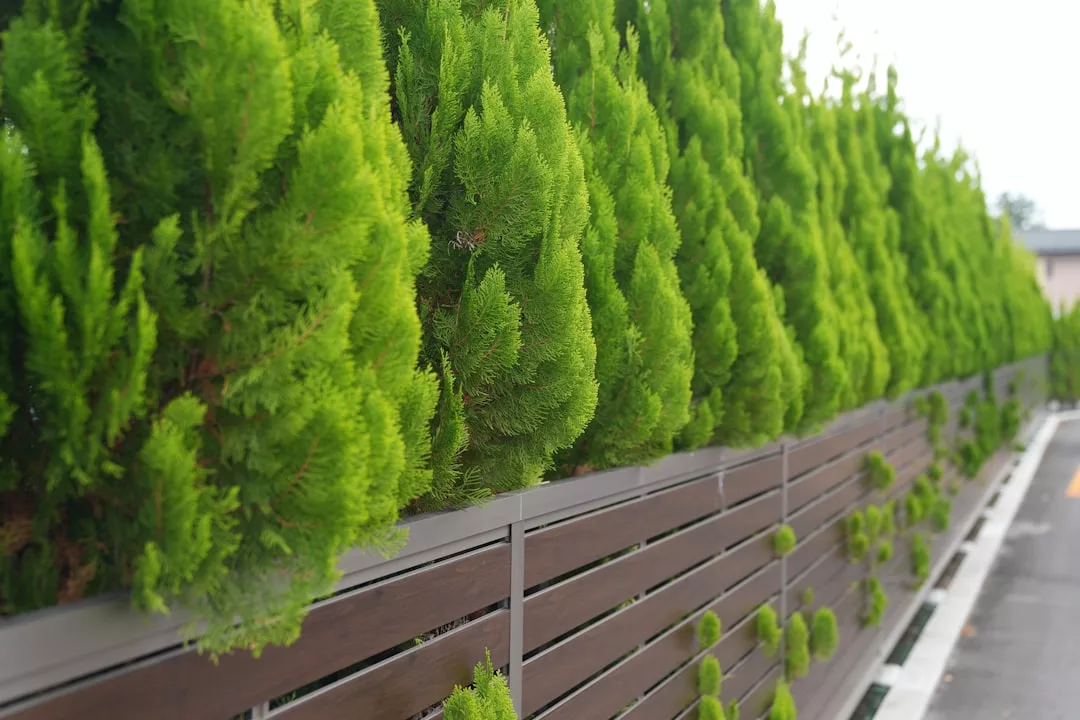 Eine Reihe ordentlich geschnittener grüner Nadelbäume bietet Sichtschutz, da sie einen modernen Holz- und Metallzaun (Gartenzäune) entlang eines gepflasterten Weges säumen, der sowohl die Privatsphäre als auch den Stil verbessert.