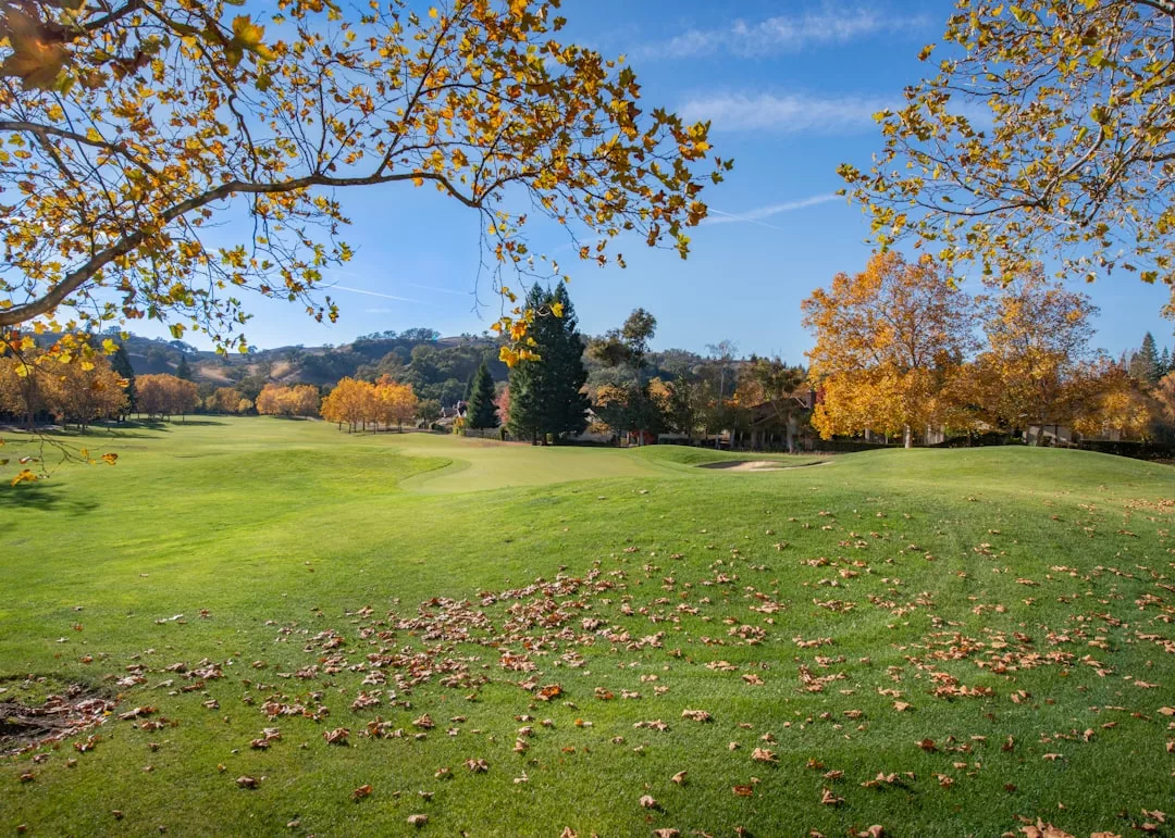 Ein Golfplatz mit grünem Gras und verstreutem Herbstlaub, gesäumt von Bäumen mit gelbem Laub unter einem klaren blauen Himmel - ein heiterer Anblick, der Profiköche dazu inspirieren könnte, ihre Kochtipps für ein Picknick an der frischen Luft mitzunehmen.