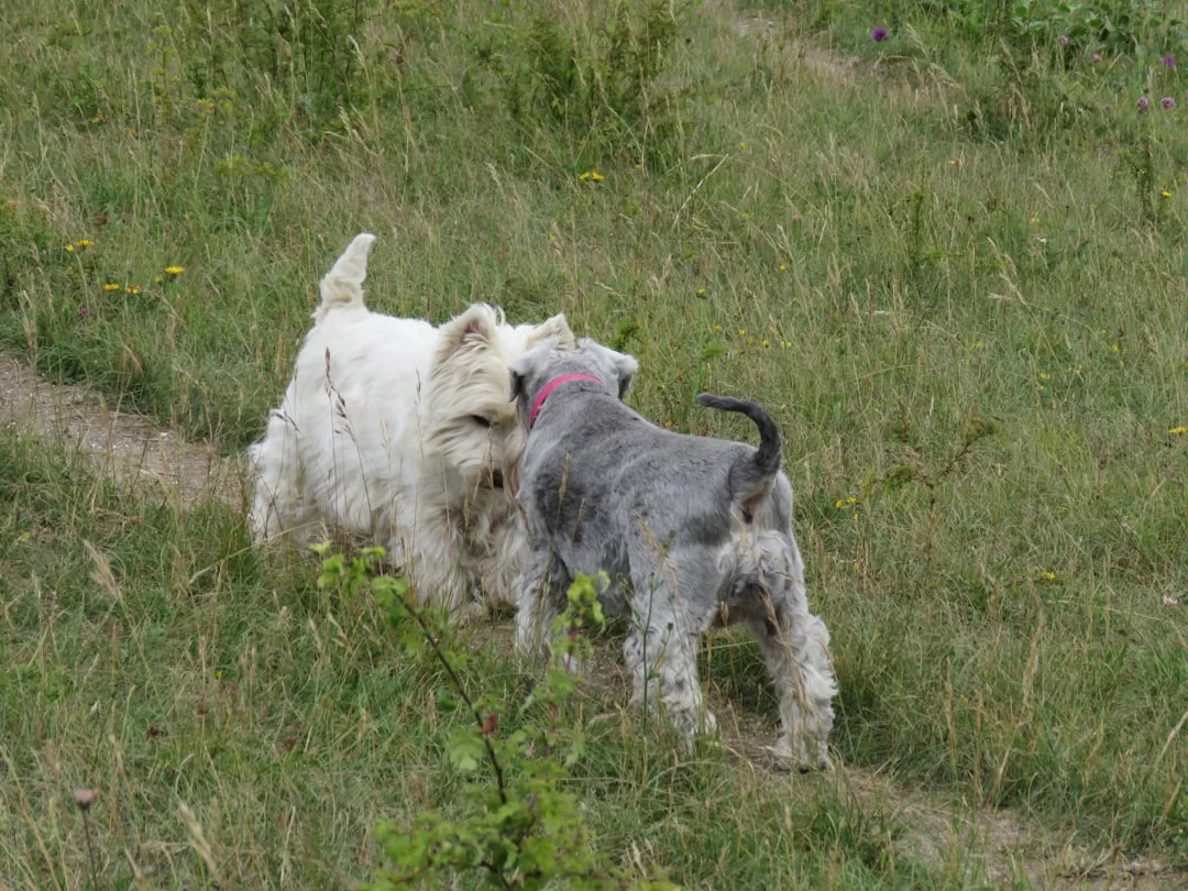 Zwei kleine Hunde, ein weißer und ein grauer, interagieren eng miteinander auf einem von Vegetation umgebenen Grasweg und zeigen, wie Konflikte in Beziehungen entstehen und mögliche Lösungen gefunden werden können.