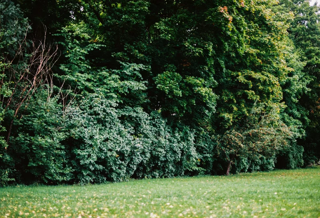 Eine dichte Reihe von grünen Bäumen und Sträuchern säumt eine Rasenfläche unter natürlichem Tageslicht und bietet Inspiration für die Kräutergartengestaltung oder hilfreiche Tipps zum Kräutergarten anlegen im eigenen Garten.
