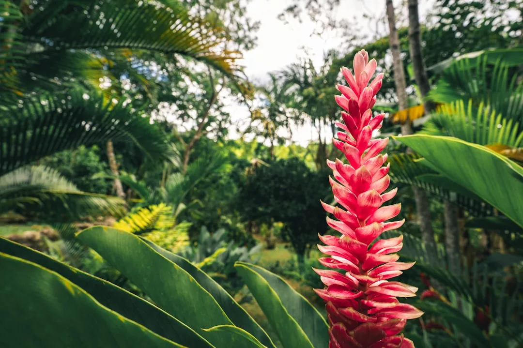 Eine rosafarbene Ingwerblüte steht aufrecht zwischen großen grünen Blättern in einem üppigen tropischen Garten - eine einladende Szene für anspruchsvolle Reisende, die Genuss und die Eleganz von Luxushotels zu schätzen wissen.