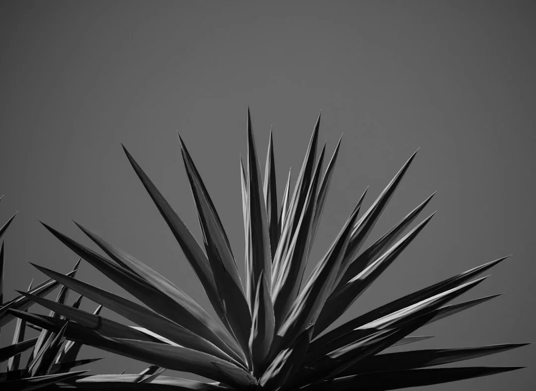 Nahaufnahme einer stacheligen Pflanze, möglicherweise eine Yucca oder Agave, mit spitzen, nach oben gerichteten Blättern vor einem schlichten grauen Himmel - eine Inspiration für nachhaltige Dekoration in einem umweltfreundlichen Zuhause.