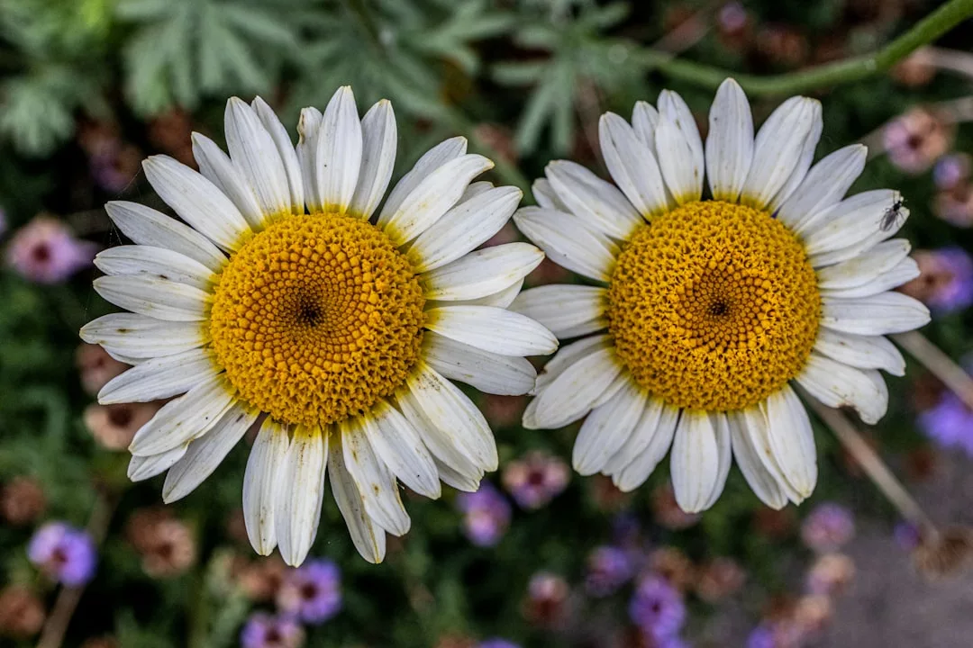 Im Mittelpunkt stehen zwei weiße Gänseblümchen mit gelben Zentren vor einem unscharfen Hintergrund aus grünem Laub und kleinen violetten Blüten, der die Nähe und Distanz einfängt, die man oft in zwischenmenschlichen Beziehungen findet.