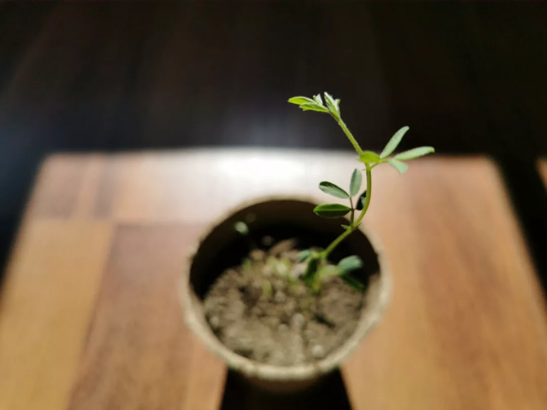 Ein kleiner grüner Setzling wächst in einem mit Erde gefüllten Topf, der auf einer Holzunterlage steht und von der Sonne beschienen wird - ideal für Pflanzenvermehrung und um neue Methoden oder Tipps auszuprobieren.