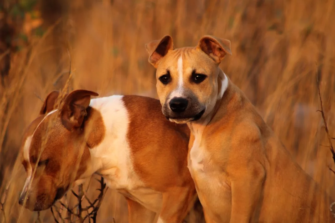 Zwei braun-weiße Hunde mit kurzem Fell sitzen eng beieinander im hohen, trockenen Gras - die perfekten Begleiter für Reisen mit Haustieren und ein tolles Foto für jeden Haustierreisen-Leitfaden.