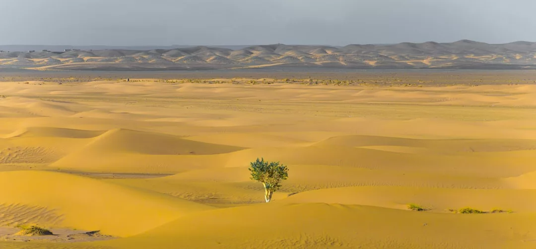 Ein einzelner grüner Baum steht inmitten riesiger goldener Sanddünen unter einem dunstigen Himmel - ein Bild, das zu Resilienz aufbauen inspiriert und uns an die Stärke und psychische Widerstandsfähigkeit erinnert, die man braucht, um in einer herausfordernden Umgebung zu gedeihen.