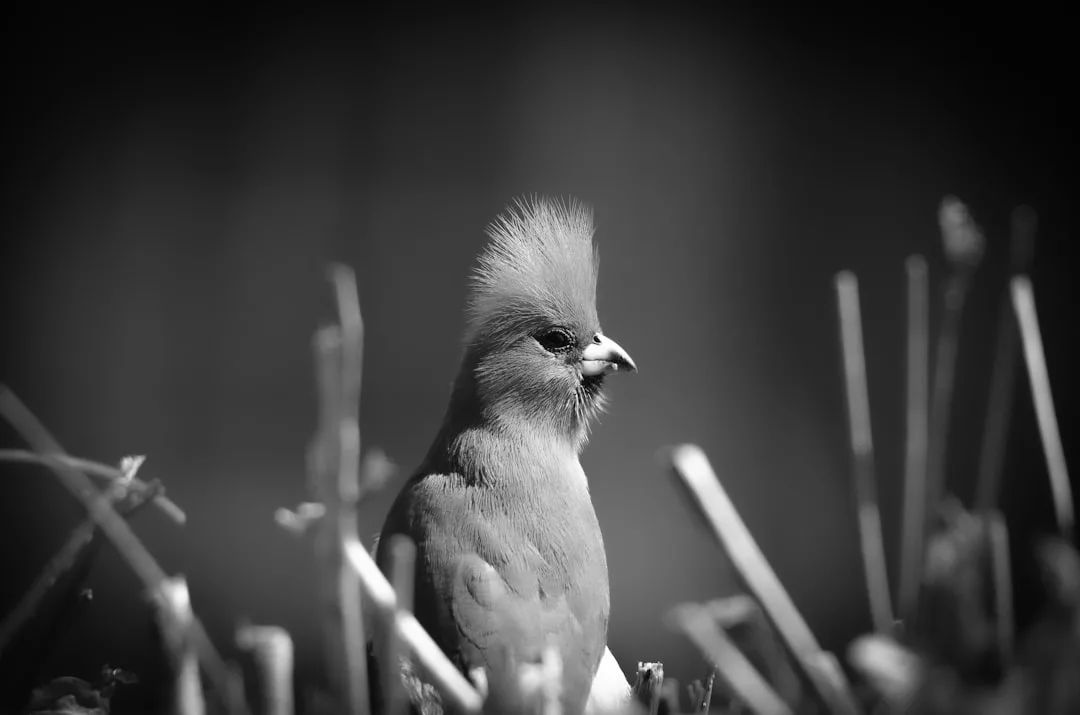 Ein Vogel mit einem markanten Kamm strahlt Selbstbewusstsein aus, wenn er auf einer Schwarz-Weiß-Fotografie zwischen hohen, dünnen Pflanzen sitzt.