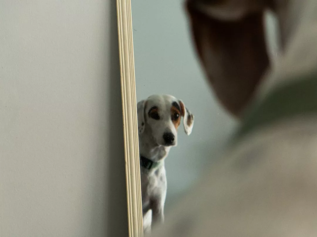 Ein weißer Hund mit dunklen Flecken betrachtet sein Spiegelbild in einem ruhigen Moment der Selbstreflexion, wobei ein Teil seines Gesichts und seines Körpers im Rahmen des Spiegels sichtbar ist.
