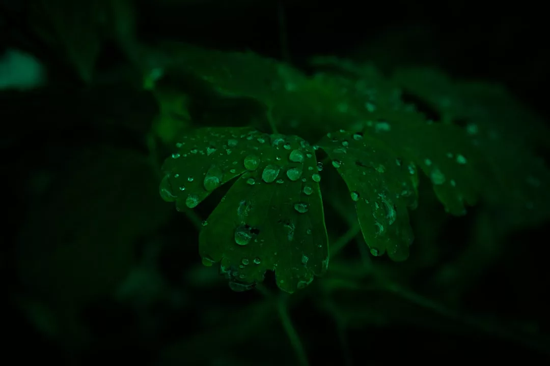 Nahaufnahme eines grünen Blattes mit Wassertropfen auf der Oberfläche vor einem dunklen, unscharfen Hintergrund - ein Symbol für Ruhe und Ausgeglichenheit, wichtige Elemente im Stressmanagement und beim Umgang mit Stress.