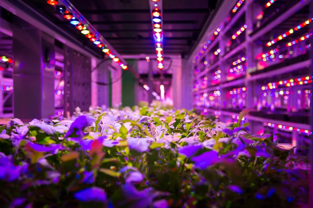 Pflanzenreihen, die unter bunten LED-Lichtern in einem vertikalen Anbausystem in Innenräumen wachsen, sind ideal für urbanes Gärtnern - entdecken Sie diesen innovativen Ansatz mit unserem Leitfaden und entdecken Sie Tipps für Anfänger.