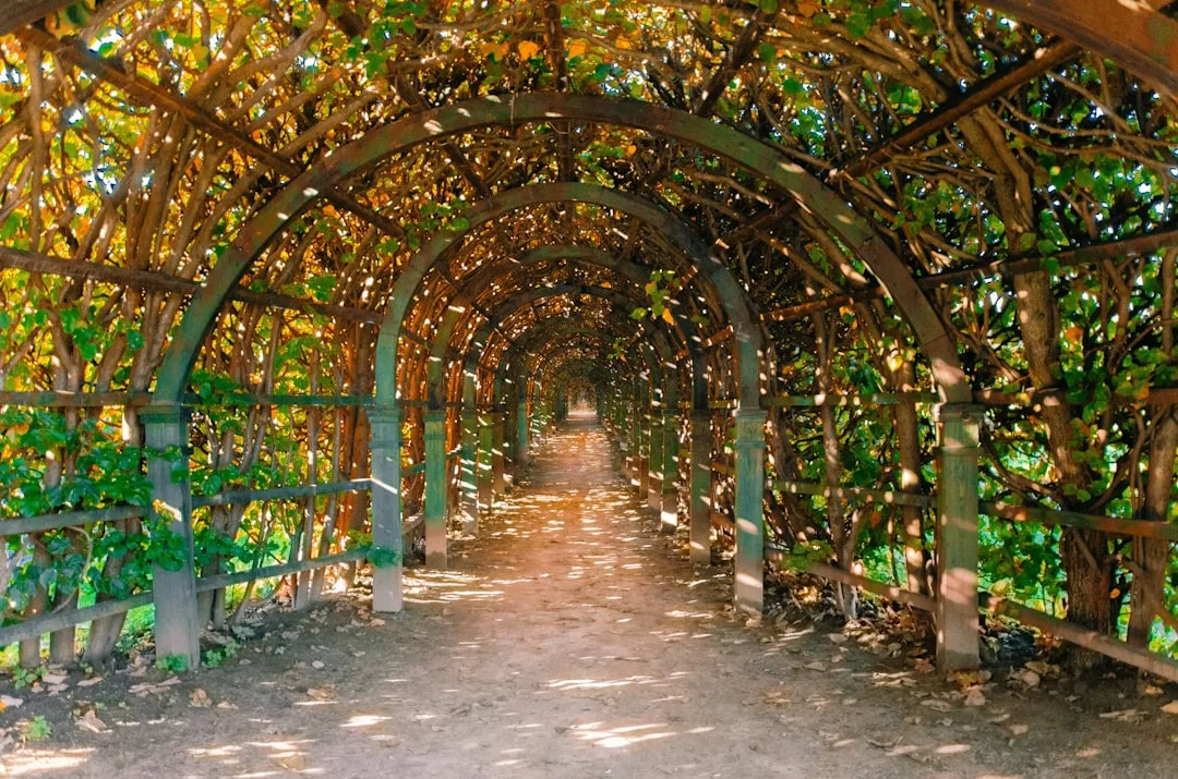 Ein sonnenbeschienener Trampelpfad führt durch einen Tunnel aus Metallbögen und dichtem Blattgrün und bietet Inspiration für Wege im Garten und charmante Ideen für Gartenwege-Tipps.