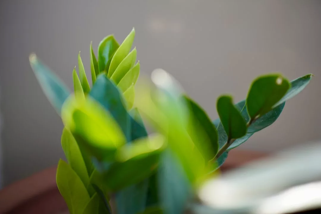 Nahaufnahme von grünen Blättern einer Pflanze mit weichem, natürlichem Licht und einem unscharfen Hintergrund - ideal für Zimmerpflanzenpflege und Tipps, um Pflanzen gesund und schön zu halten.