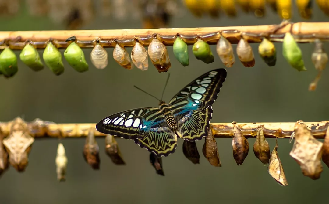 Ein Schmetterling mit schwarzen und blauen Flügeln ruht auf einem Stock, umgeben von Reihen grüner, brauner und leerer Puppen - ein eindrucksvolles Symbol für Transformation und persönliches Wachstum.