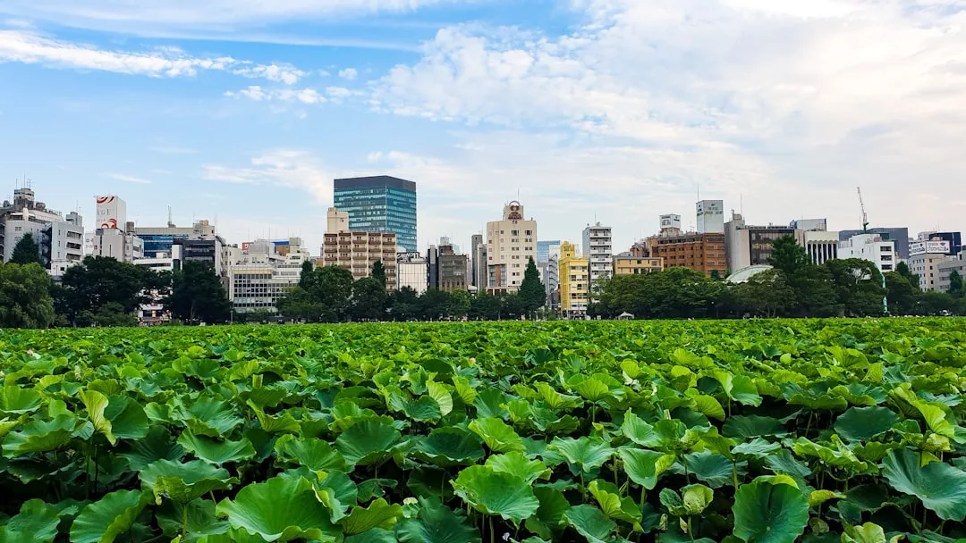 Grüne Lotusblätter füllen den Vordergrund und heben die urbane Landwirtschaft vor der Skyline der Stadt und den vereinzelten Wolken am Himmel hervor.