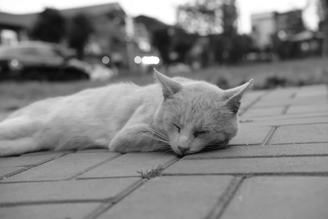 Eine Katze liegt auf der Seite auf einer gepflasterten Fläche im Freien und scheint sich auszuruhen oder zu schlafen - vielleicht zeigt sie natürliche Strategien gegen chronische Müdigkeit. Das Bild ist in schwarz-weiß gehalten.